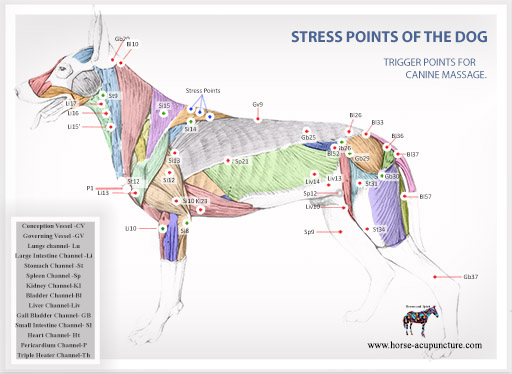 stress acupressure points of dog